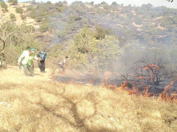 آتش سوزی جنگلهای لرستان