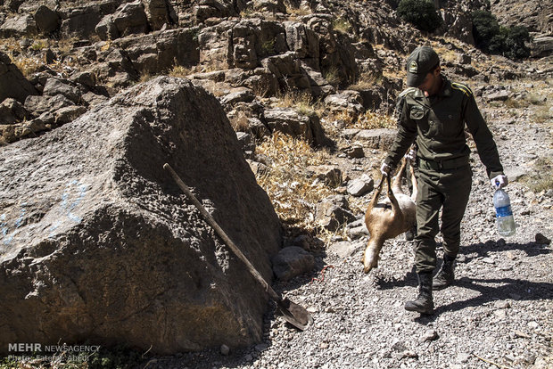 تلفات طاعون در نشخوارکنندگان هفتادقله اراک